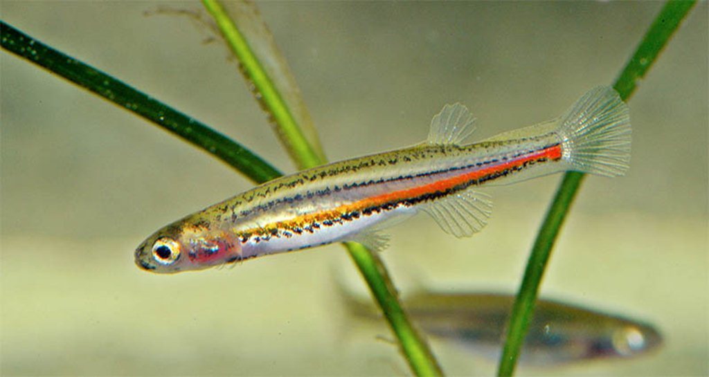 Dwarf Galaxias