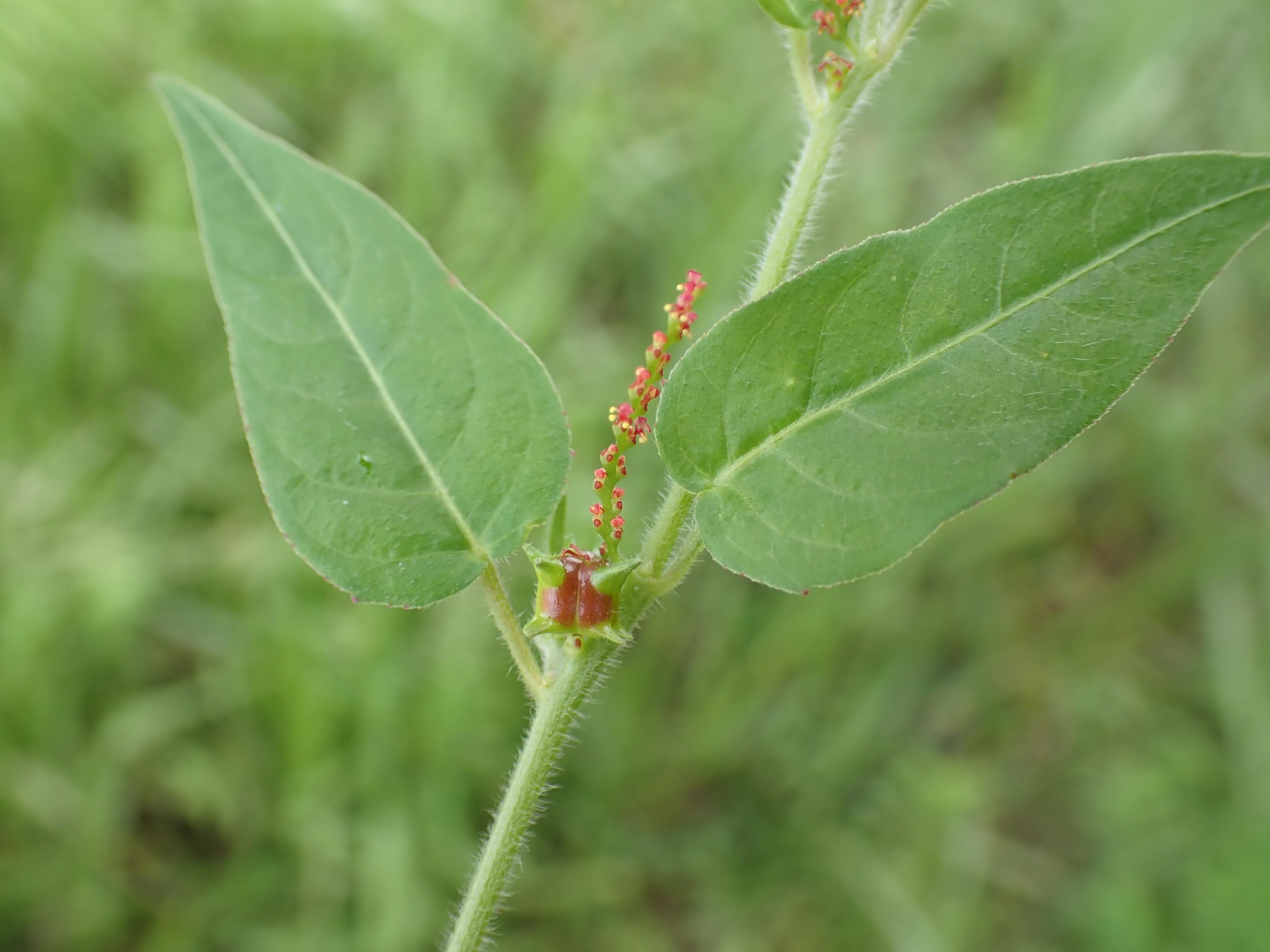 Microstachys corniculata