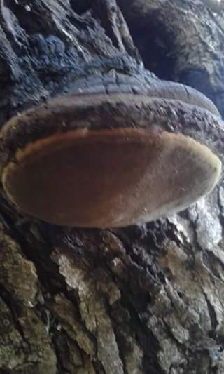 Nothophellinus