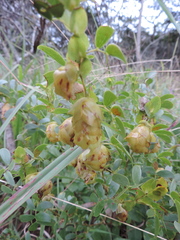 Humularia
