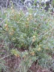 Humularia
