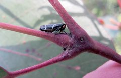 Eurymeloides lineata