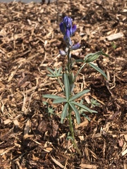 Lupinus polyphyllus
