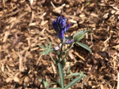 Lupinus polyphyllus