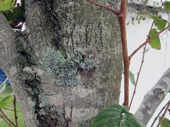 Flavoparmelia rutidota
