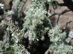 Flavoparmelia rutidota