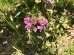 Lamium purpureum