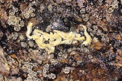 Galeolaria caespitosa