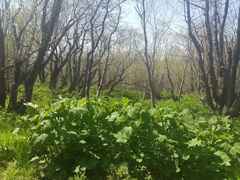 Filipendula camtschatica