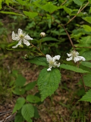 Rubus canadensis