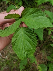 Rubus canadensis