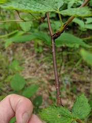 Rubus canadensis