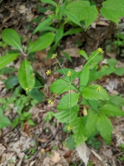 Zizia trifoliata