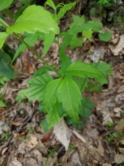Zizia trifoliata