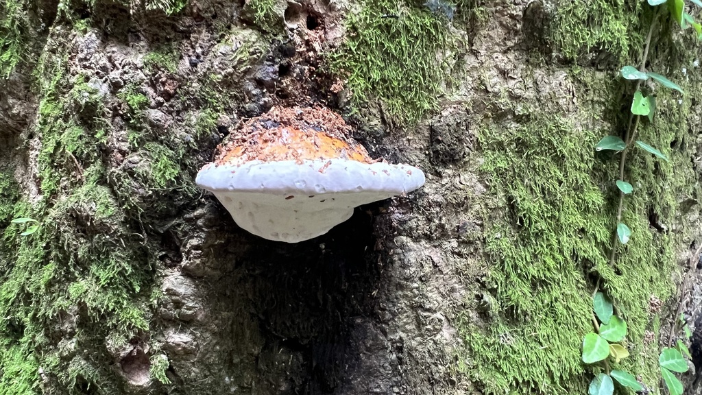 Fomitopsis pinicola · July 2024 · photo: © keith_seifert (iNaturalist, cc0)