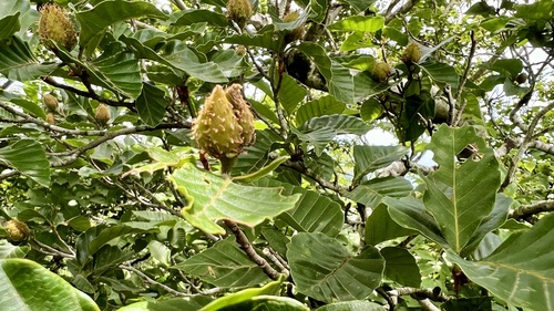 Japanese beech (Fagus crenata)