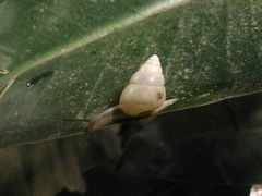 Satsuma albida