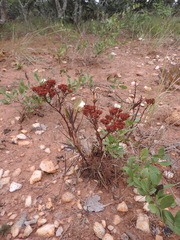 Crassula alba