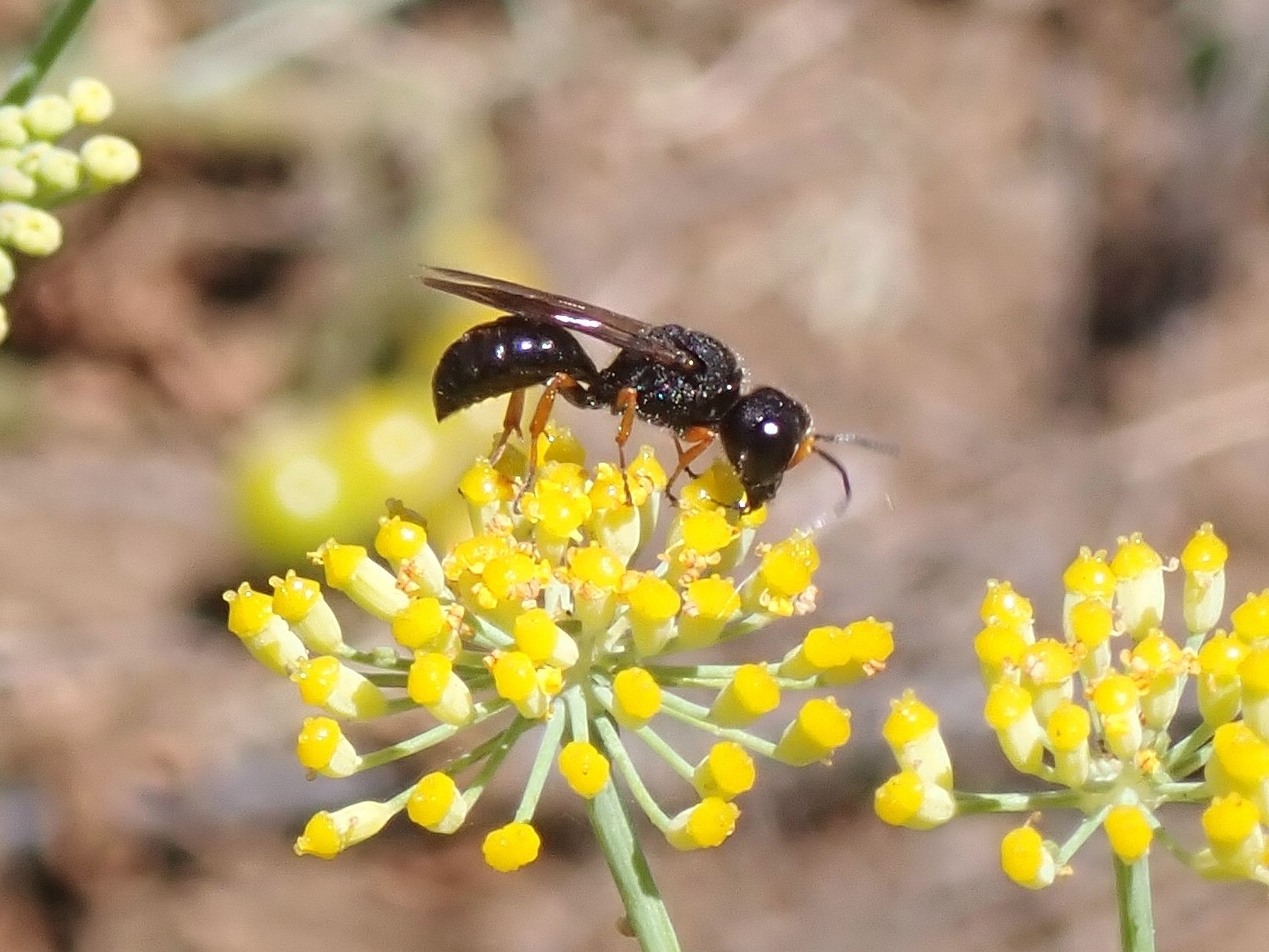 Ectemnius continuus