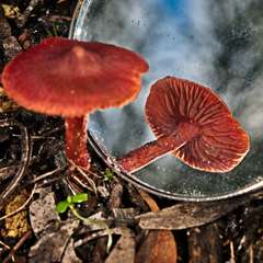 Cortinarius kula