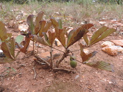 Vitex madiensis subsp. milanjiensis image