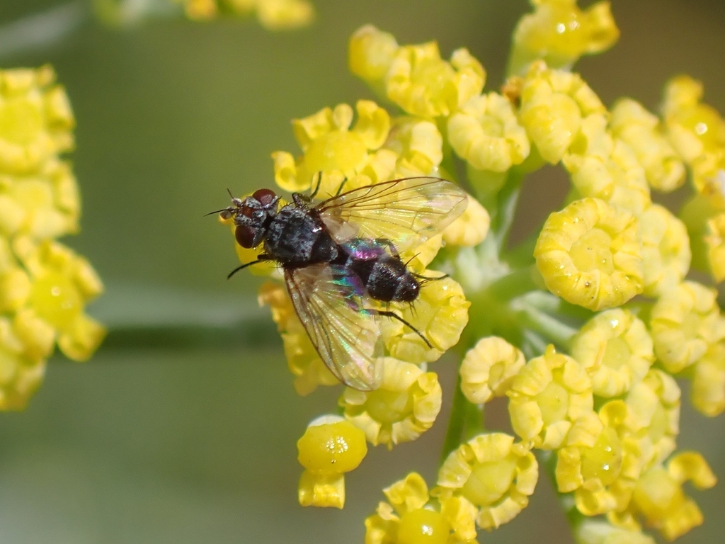Chaetoria stylata
