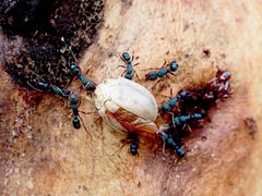 Rhytidoponera aspera