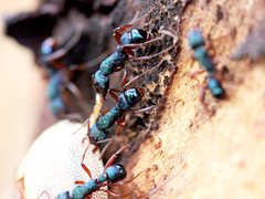 Rhytidoponera aspera