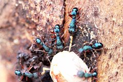 Rhytidoponera aspera