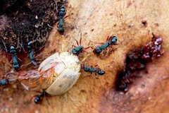 Rhytidoponera aspera