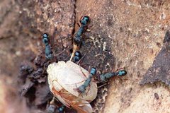 Rhytidoponera aspera