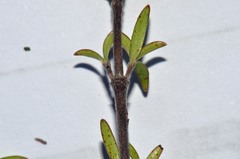 Coprosma microcarpa