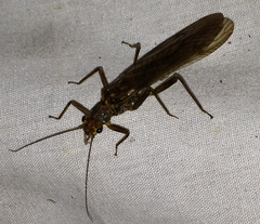 Perloidea