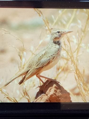 Crested Lark
