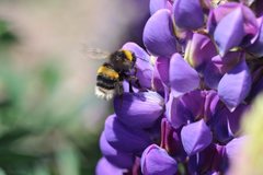 Bombus terrestris audax