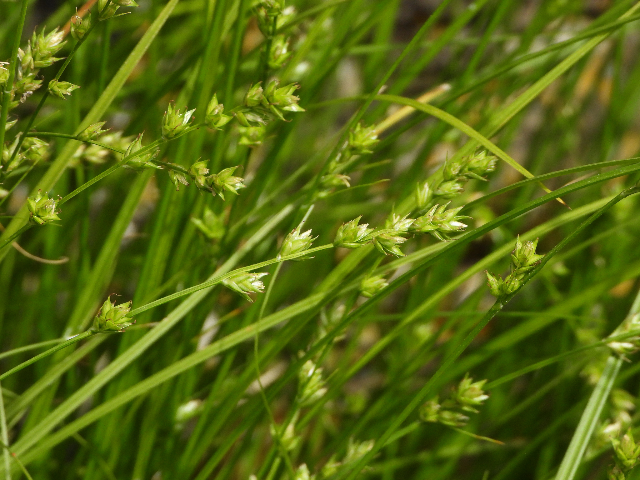 Carex divulsa