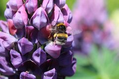 Bombus terrestris audax