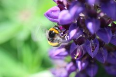 Bombus terrestris audax