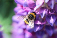 Bombus terrestris audax