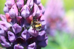 Bombus terrestris audax