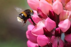 Bombus terrestris audax