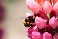 Bombus terrestris audax
