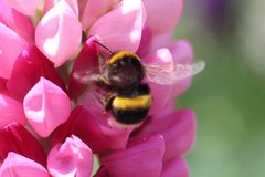 Bombus terrestris audax