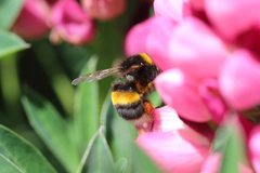 Bombus terrestris audax