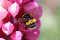 Bombus terrestris audax