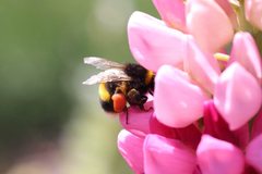 Bombus terrestris audax
