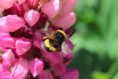 Bombus terrestris audax