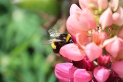 Bombus terrestris audax