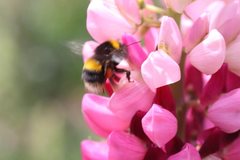 Bombus terrestris audax
