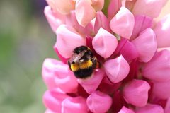 Bombus terrestris audax